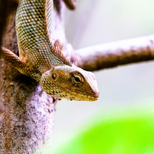 Laurent Mallavaux Photographe Animaux à Lyon